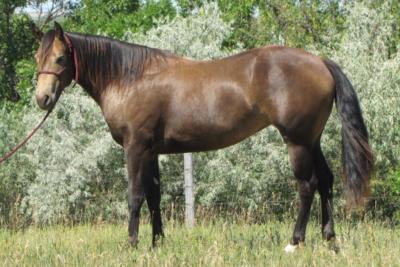 Paddys Gin Timber JW<br>AQHA 5629047